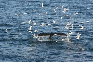 Whale and birds