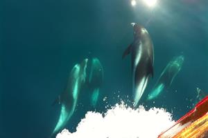 Smaller whales under the boat