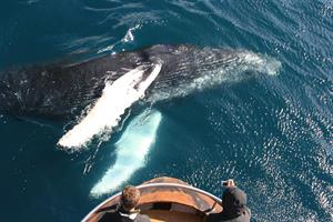 Humpback Whale