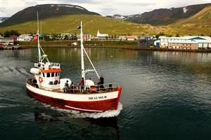 Whale watching boat Draumur going out on a tour