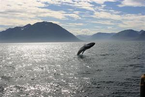 Whale jumping