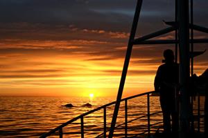 Midnight sun whale watching