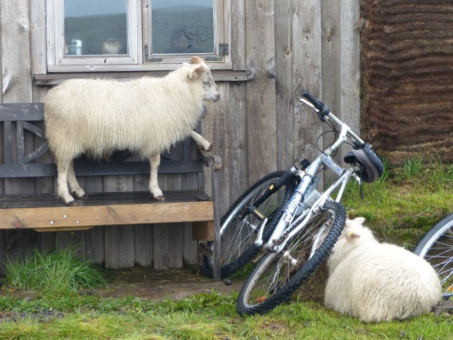 Icelandic sheep's sense of humor Icelandic sheep's sense of humor