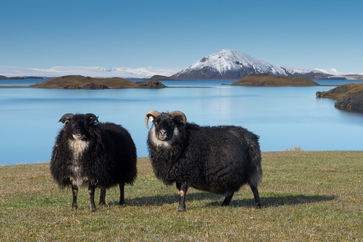 Sheep at Mývatn Sheep at Mývatn