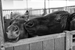Icelandic horses at the stables