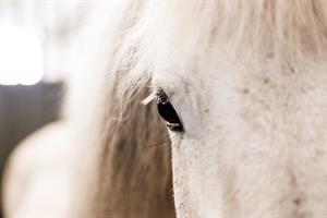 You can enjoy shorter or longer horse riding tours at Staðarhús
