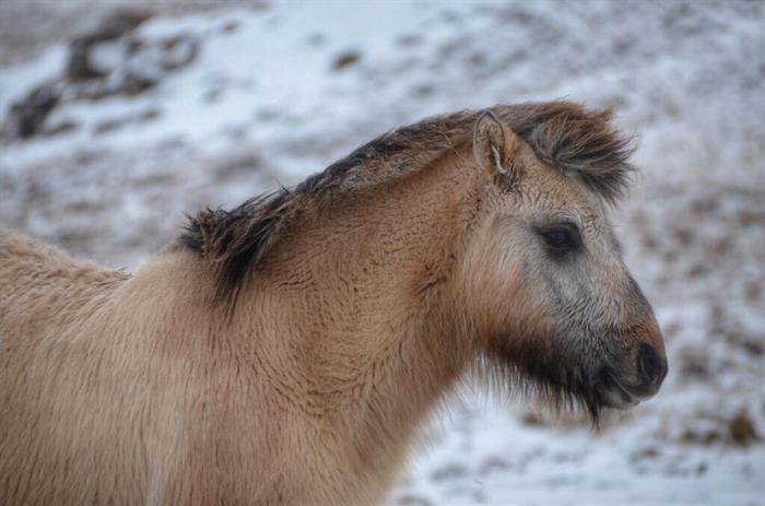 Fuzzy Horse in Iceland ©Landlopers Fuzzy Horse in Iceland ©Landlopers