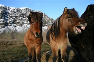The Icelandic horses