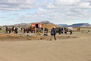 Facilites for horses 