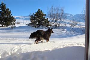The dog Tumi playing in the snow at Vökuland