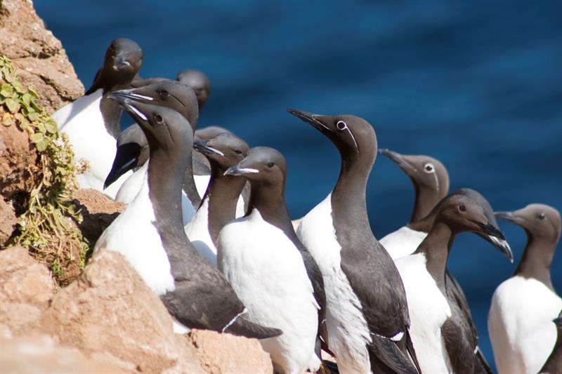 Brünnich's guillemot at Langanes Peninsula Brünnich's guillemot at Langanes Peninsula