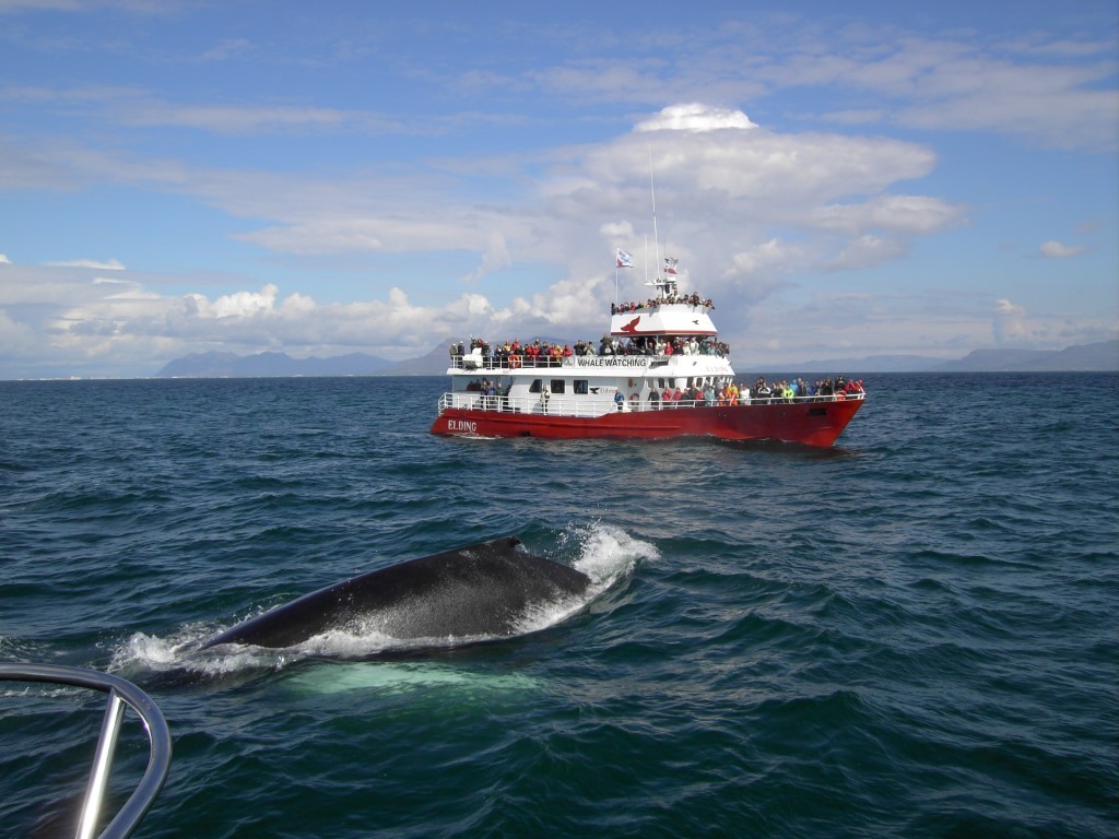 Reykjanes Peninsula | Whale watching Reykjanes Peninsula | Whale watching
