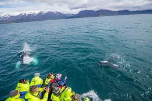 Humpback Whales, Minke Whales and White Beaked Dolphins are among the most common whale species spotted on the tour 