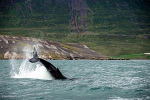 Enjoy a whale watching tour from Hauganes