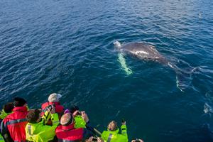 Enjoy a whale watching tour from Hauganes
