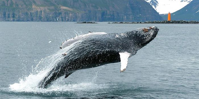 Things to do in North Iceland - Whale watching Things to do in North Iceland - Whale watching