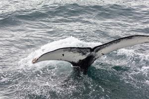 Enjoy a whale watching tour from Hauganes