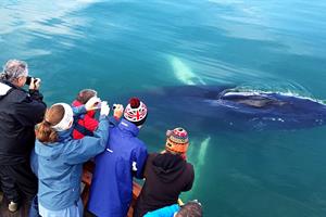 Humpback whale swimming close to the boat