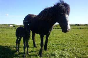 Guests are welcome to meet the horses at farm Norður-Nýibær