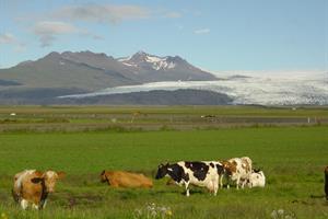 Fláajökull og kýr
