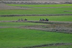 Horse riding tours are available at Stóra-Ásgeirsá