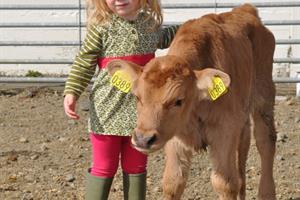 Guests can greet the animals at Stóra-Ásgeirsá petting zoo during summer 