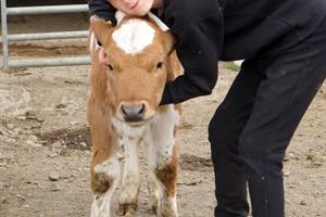 Greeting a calf at Stóra-Ásgeirsá petting zoo