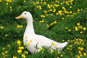 Duck vandering around