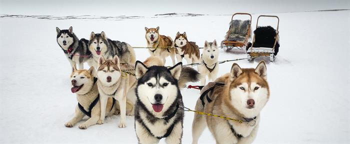 Things to do in North Iceland - Dog sledding Things to do in North Iceland - Dog sledding