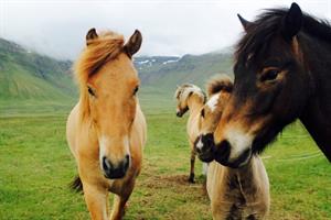 Icelandic horses