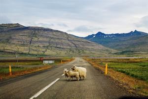 Icelandic sheep
