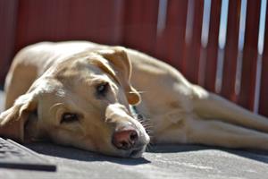 Relaxing in the sun