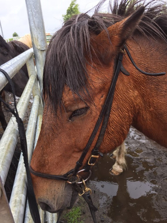 Icelandic horse Icelandic horse