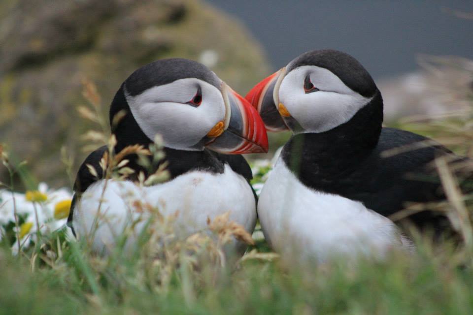 Puffin Puffin