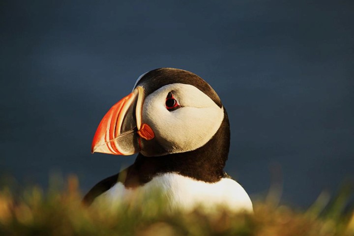Puffin Iceland Puffin Iceland