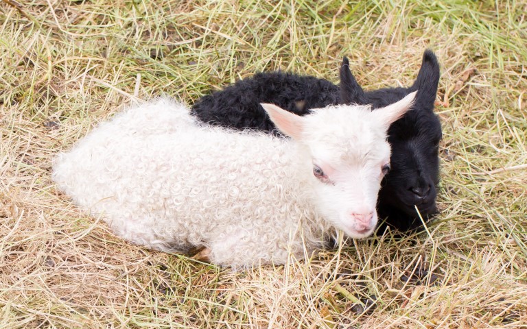 Icleandic lamb Icelandic lamb