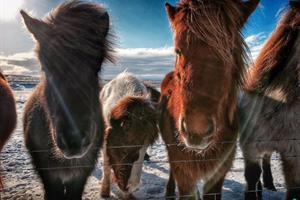 Icelandic Horses in Winter
