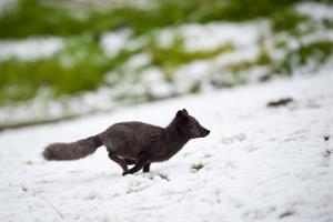 Arctic Fox in Iceland