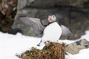 Atlantic Puffin in Iceland