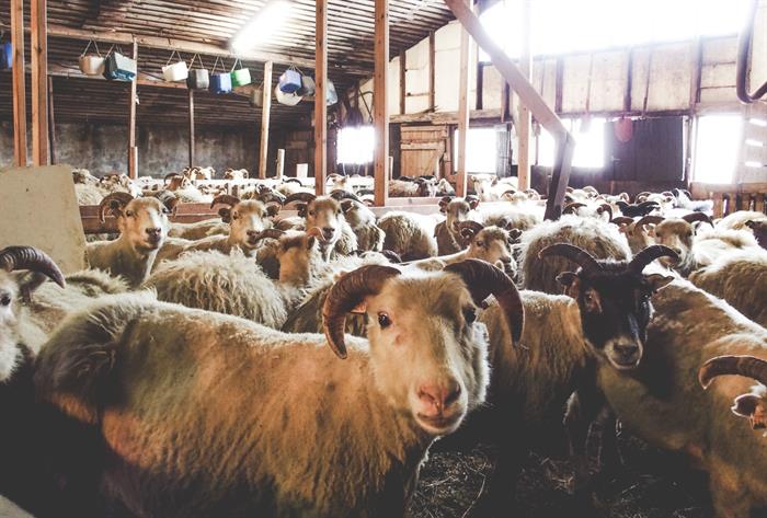 Sheep most often give birth to two lambs Sheep most often give birth to two lambs
