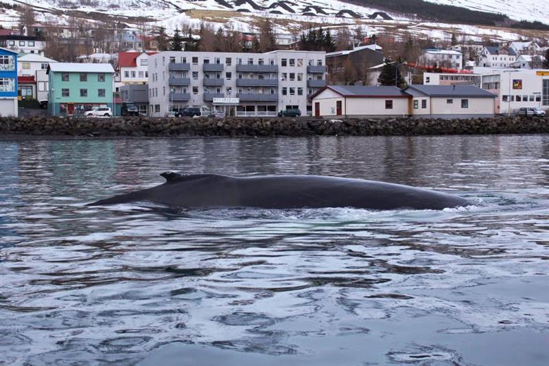 Nature and Wildlife Sailing Tour from Neskaupstaður Nature and Wildlife Sailing Tour from Neskaupstaður