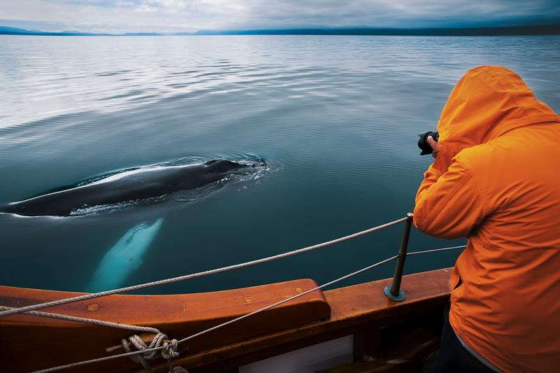 Silent Whale Watching (Carbon-Neutral) Silent Whale Watching (Carbon-Neutral)