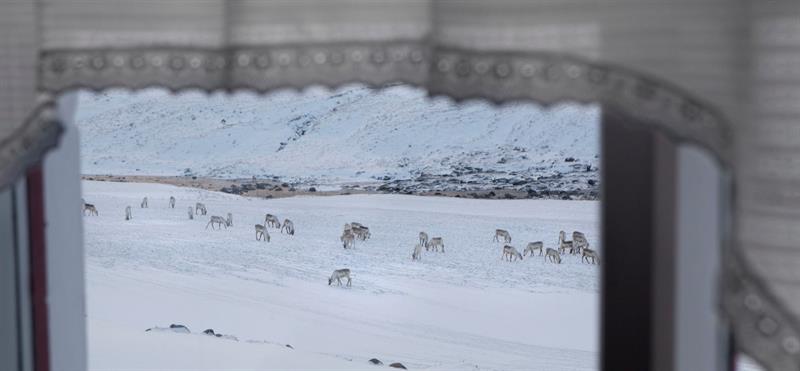 Reindeers in East Iceland in Wintertime Reindeers in East Iceland in Wintertime