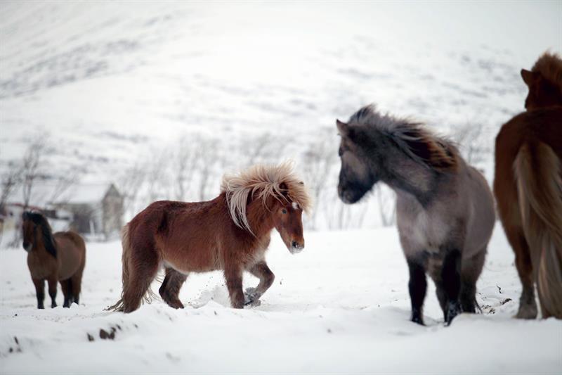 Skorrahestar - Horse riding Tour in Winter Skorrahestar - Horse riding Tour in Winter