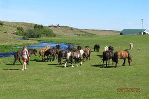 Icelandic horses