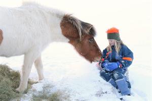 Icelandic horse