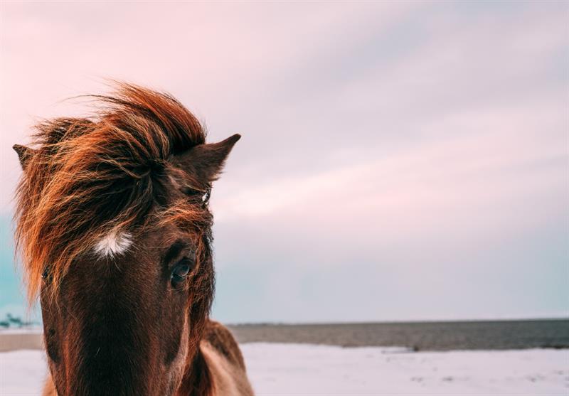 Icelandic Horse in Winter Icelandic Horse in Winter