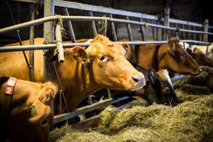 Cows at Efstidalur