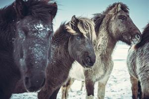 Icelandic horses
