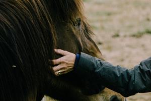 Icelandic Horse